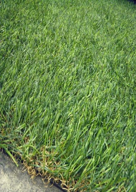 Artifical Grass