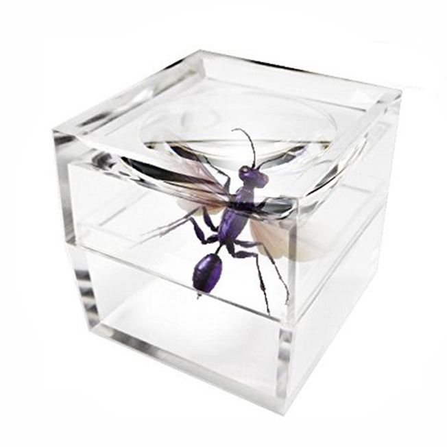 俞泰光學壓克力昆蟲放大鏡盒