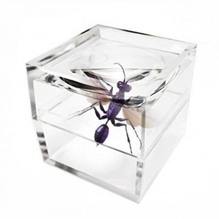 昆蟲觀察放大鏡 - 俞泰光學壓克力昆蟲放大鏡盒