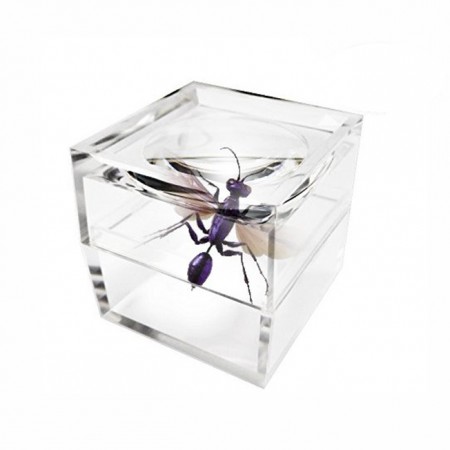5X Bug Viewer Box