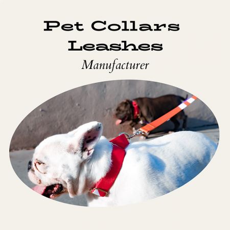 애완동물 목걸이 및 끈 - 맞춤형 목걸이와 끈