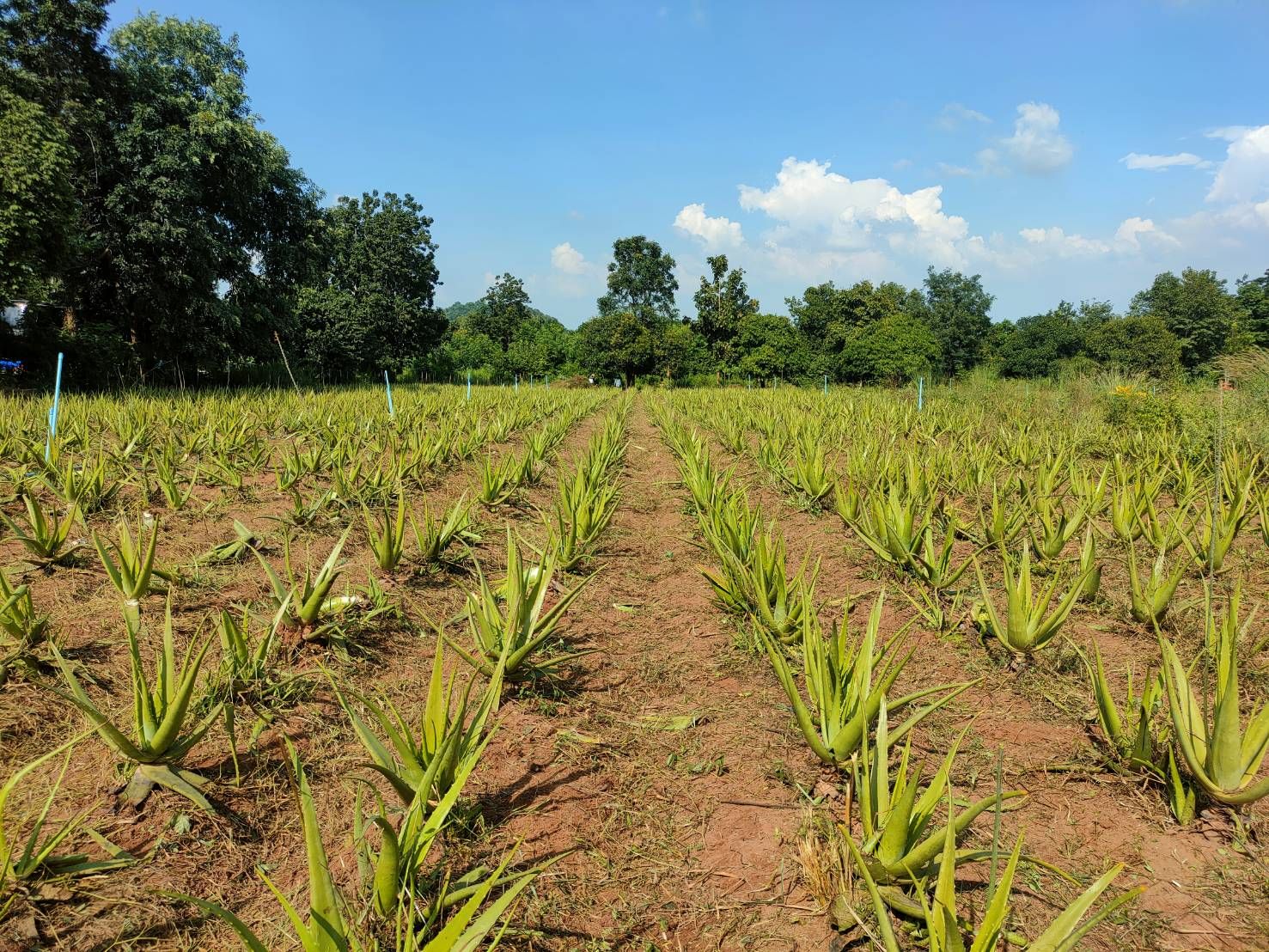 FCF verfügt über den Bereich der Bio-Aloe-Vera.