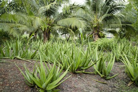FCF's Aloe vera-plantage.