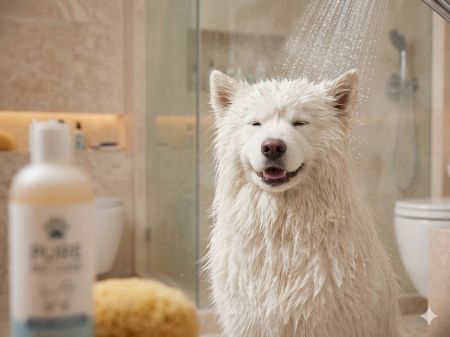 Pet Ozone Spa - Pet Ozone Spa