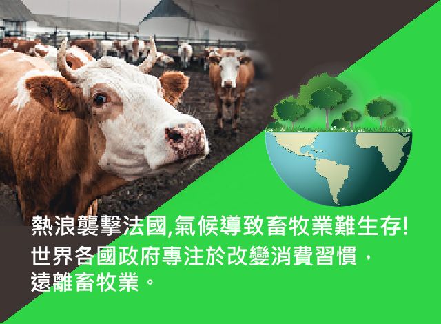 フランスで熱波が襲来し、気候変動が畜産業に生存困難をもたらしています!