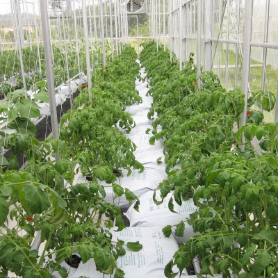 Plants in Acrylic Greenhouse