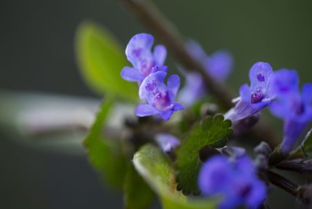 Ingredients like Scutellaria (Baikal Skullcap), Angelica (Dong Quai), Licorice, Ginseng, Chrysanthemum, and Peony offer anti-inflammatory, brightening, and antioxidant benefits that are now backed by modern research.