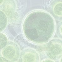 有机蓝藻,绿藻生产制造商 - 有机蓝藻,绿藻生产网际网路行销案例