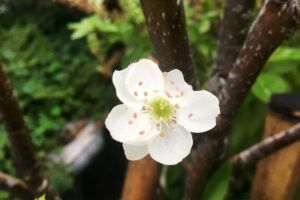 Bossmen company environment 1/2 greening non-toxic friendly ecological cherry blossoms.