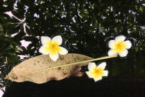 Bossmen company environment 1st floor pool landscaping.