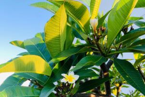 Bossmen company environment 1/2 greening non-toxic friendly ecological plumeria.