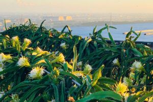 Bossmen company environment 1/2 greening dragon fruit area.