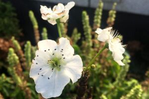 Bossmen company environment 1/2 greening, non-toxic, friendly and ecological.