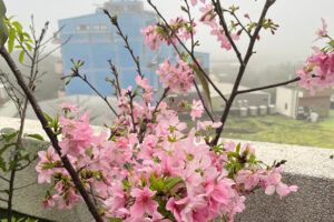 Bossmen company environment 1/2 greening non-toxic friendly ecological cherry blossoms.