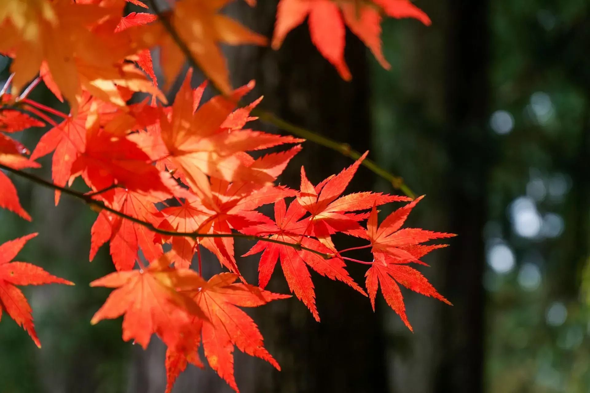 Firstohm Newsletter - Autumn 2020