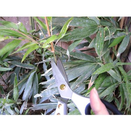 Soteck utility scissor for trimming and pruning.