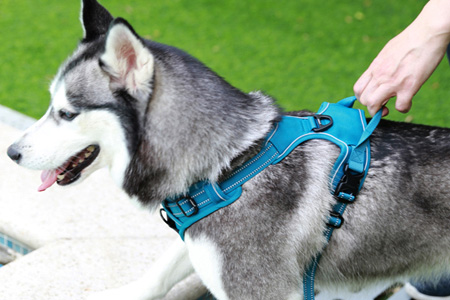 Various of Dog Harnesses
