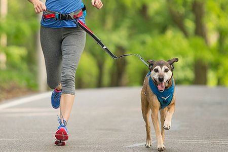 Custom Bungee Dog Leash Manufacturer