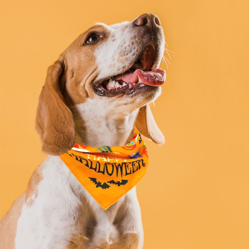 Custom Pet Accessories Manufacturer
