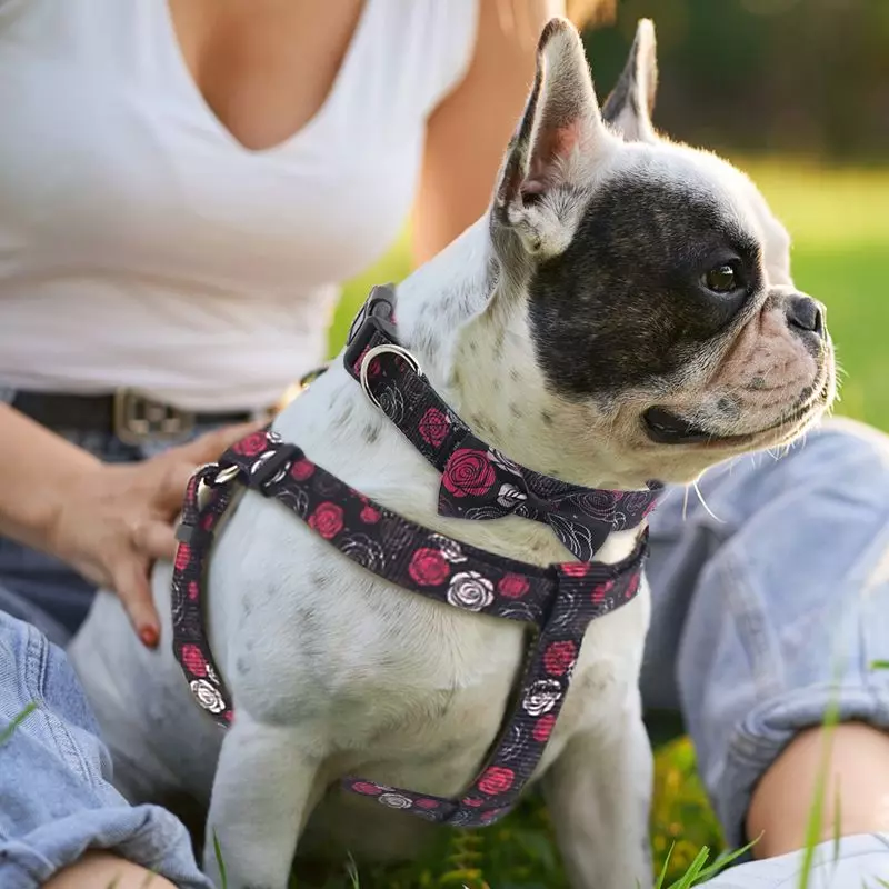 Pattern Pet Collar / Leash / Harness Manufacturer