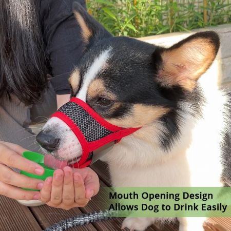 Bịt mõm chó bán buôn cho chó cắn.