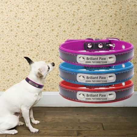 Colliers pour chiens personnalisés avec plaque signalétique.