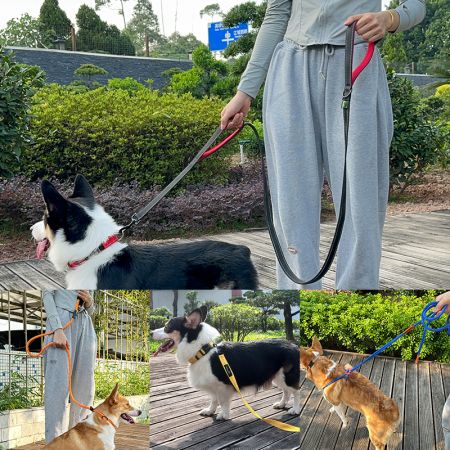 أربطة الكلاب - شركة تصنيع أحزمة الكلاب بالجملة