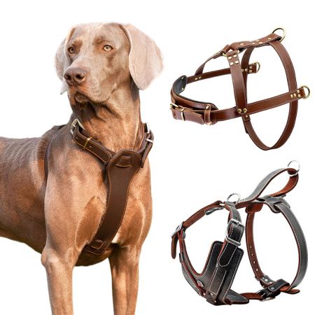 Easy Walk Leather Harnesses for Dogs.