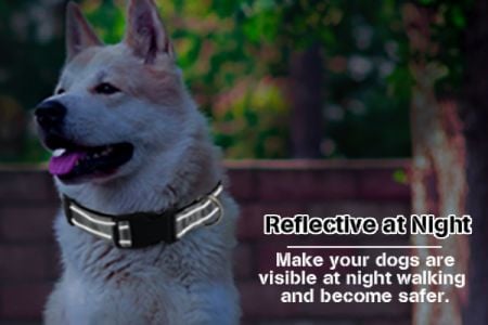 Exceptional Nighttime Visibility with Nylon Dog Collar 