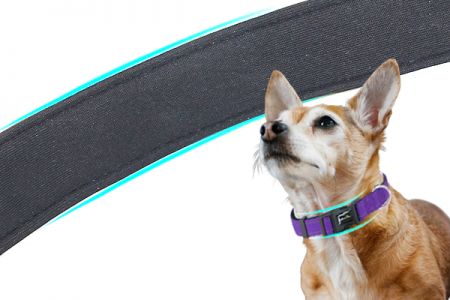Bequeme Passform: Reflektierendes Nylon-Hundehalsband mit gebogener Schnalle