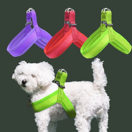 Dây đeo chó bước vào theo yêu cầu.