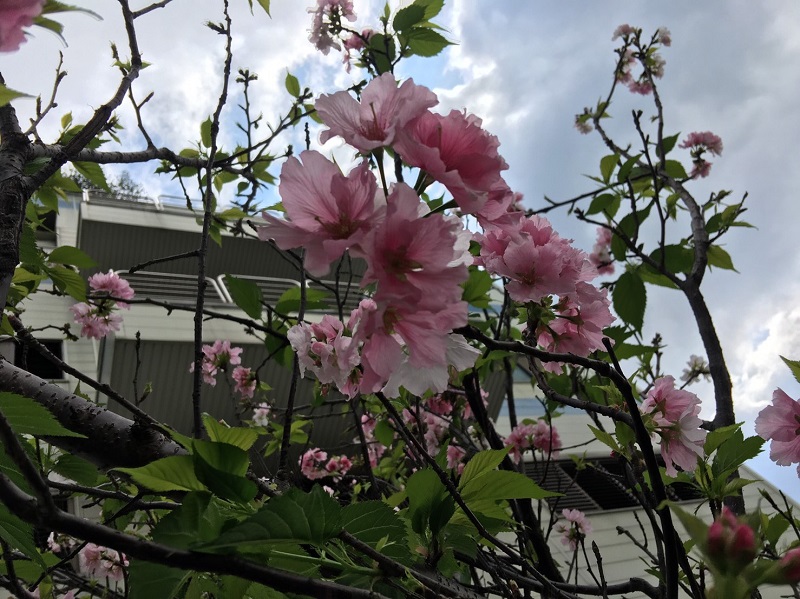 Los cerezos están en plena floración en Yenchen