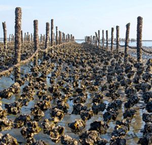 La esponja de caucho de base biológica fabricada en polvo de conchas marinas de Nam Liong está certificada por el USDA