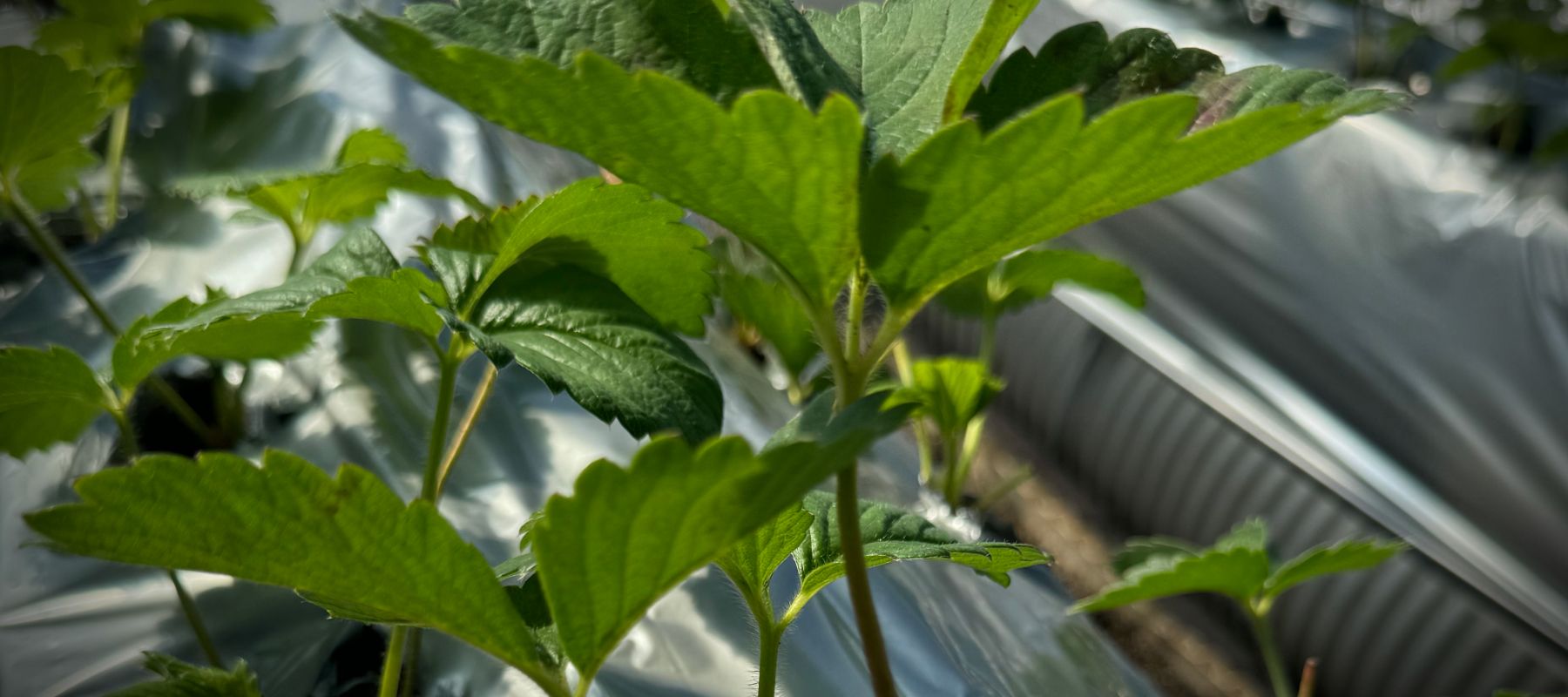Συνολική Λύση ECO Mulch Film