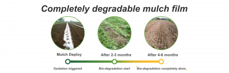 완전 생분해성 멀치 필름