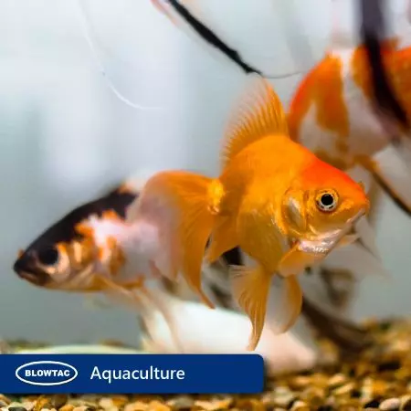 Approvisionnement en oxygène pour les aquariums et les étangs.