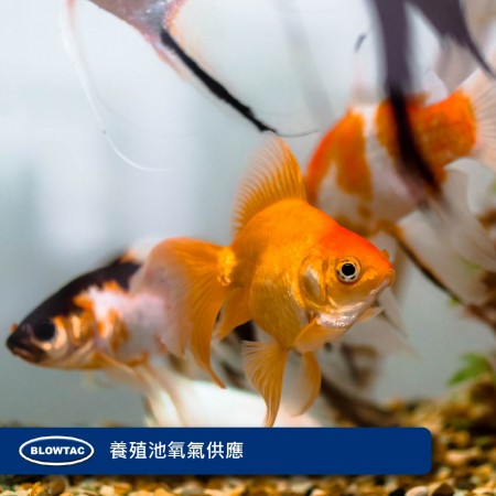 養殖池氧氣供應