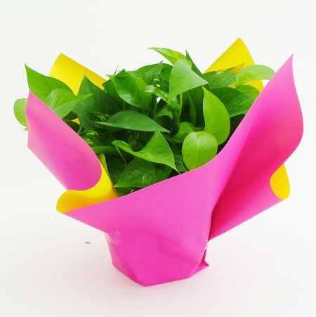 plant packed with double sided waterproof flower wrapping paper