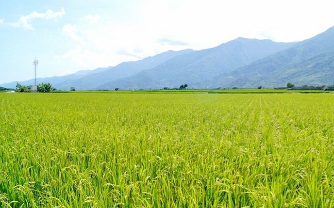 photo of rice field in Taiwan. Chun Yu Plastic is located in a main rice production county in Taiwan and deliciated to protect our mother land.