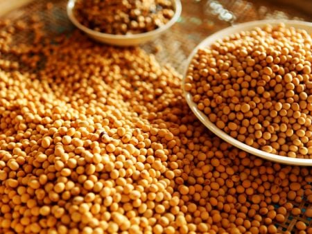 Aplicación de la soja para la máquina de lavado de frijoles