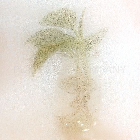 Translucent Wrapping Paper