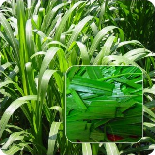 Μπορεί να κόψει το λαχανικό τόσο σκληρό όσο η χορτονομή