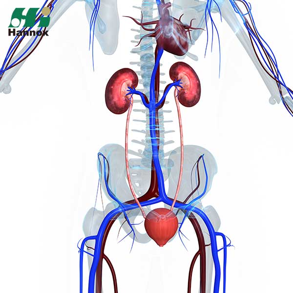 Produtos de Nefrologia - Nefrologia