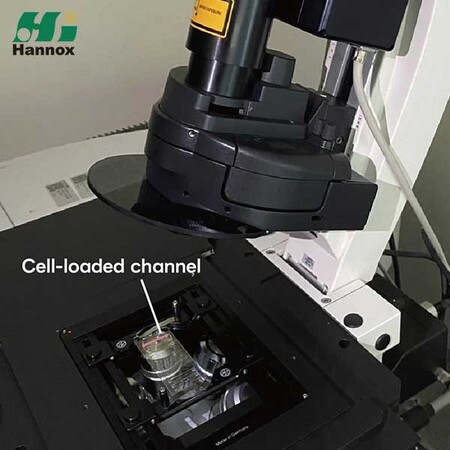 Live-Cell-Fluoreszenz-Imaging-Chip
