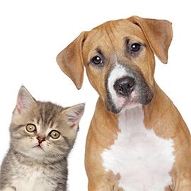 Cuidado de mascotas - Cuidado de la salud de las mascotas