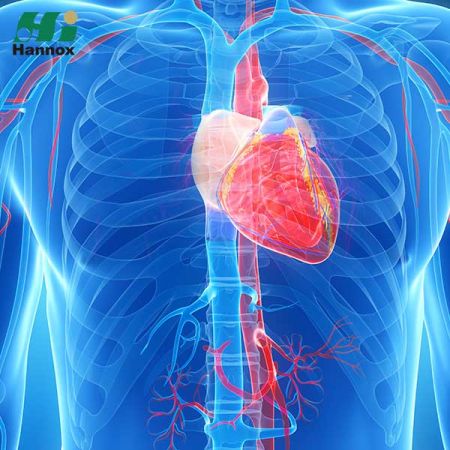 منتجات القلب والأوعية الدموية والتمثيل الغذائي