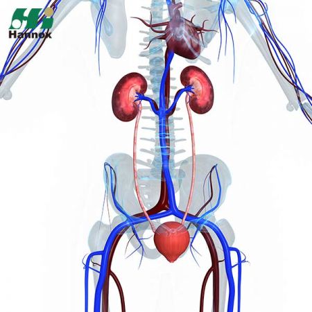 Nephrology Products - Nephrology