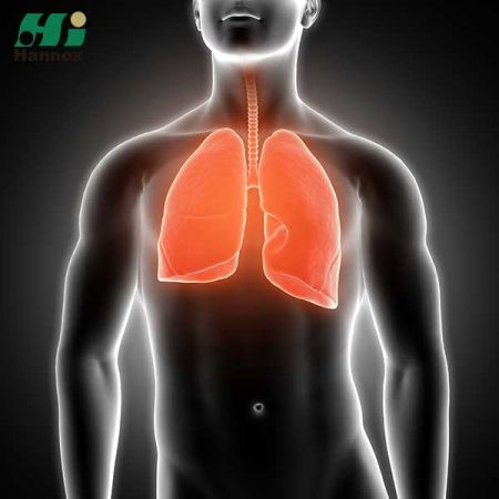 Респираторные продукты - Дыхательная система