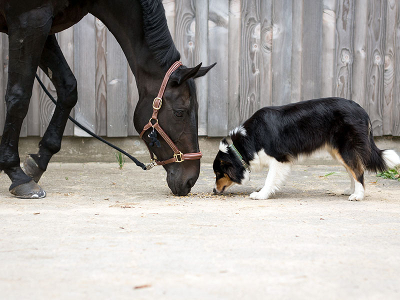 The manufacturer of Horseware & pet accessories product.