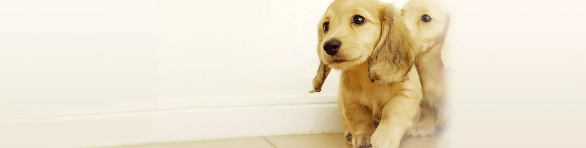 Animal Protection